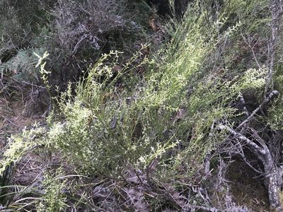 Leptomeria drupacea, photographed by Miguel de Salas