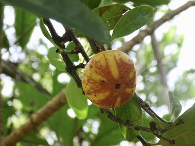 Garcinia oblongifolia, photographed by Toby Y