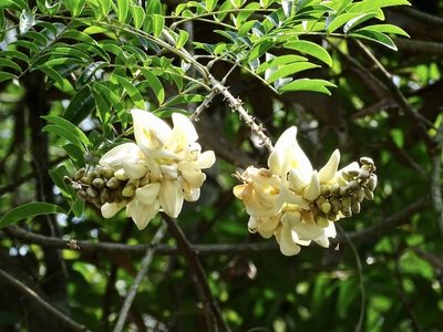 Nanhaia speciosa, photographed by Toby Y