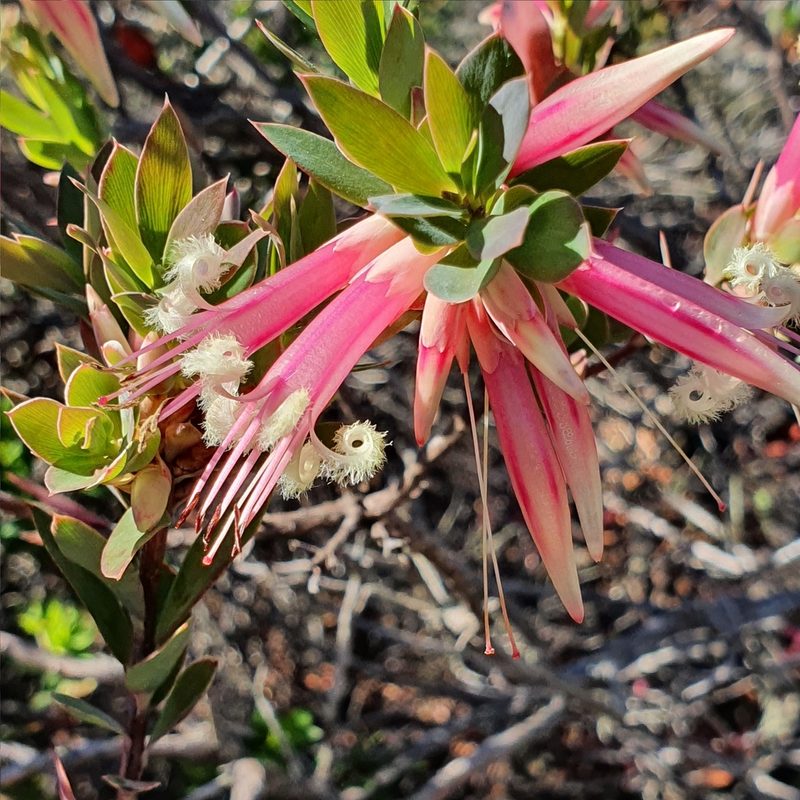 Styphelia triflora, photographed by ronavery