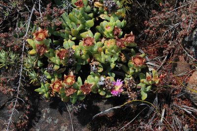 Erepsia heteropetala, photographed by Tony Rebelo