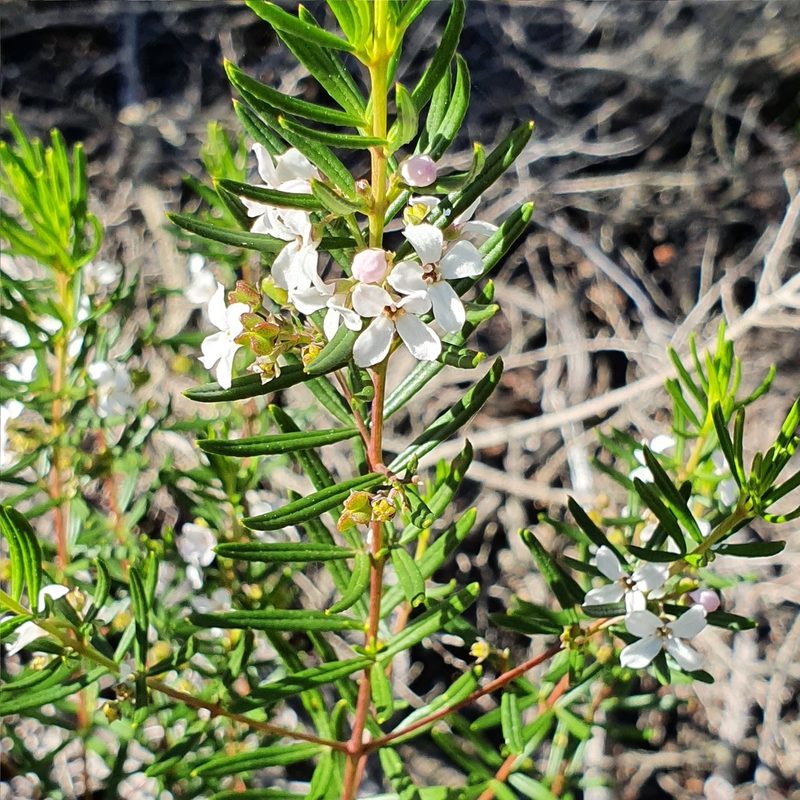 Zieria laevigata, photographed by ronavery