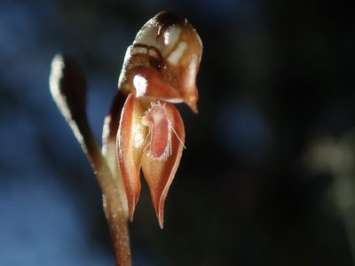 Pterostylis rufa, photographed by Thomas Mesaglio