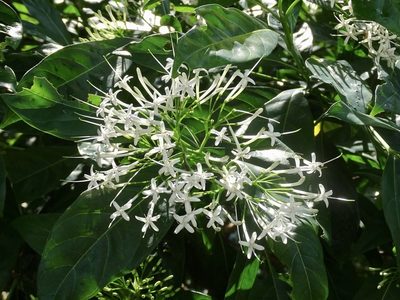 Pavetta hongkongensis, photographed by Toby Y