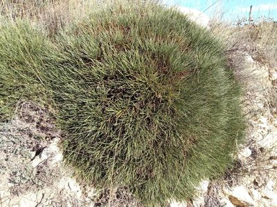 Erinacea anthyllis, photographed by Josep Gesti