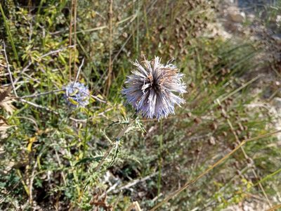 Echinops ritro, photographed by Josep Gesti