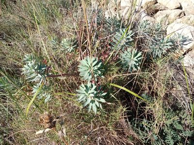 Euphorbia nicaeensis, photographed by Josep Gesti