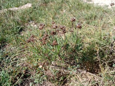Plantago sempervirens, photographed by Josep Gesti