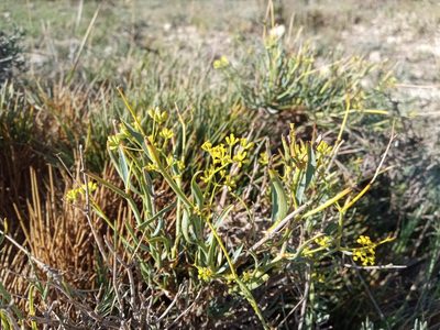 Bupleurum fruticescens, photographed by Josep Gesti