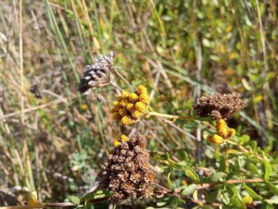 Achillea ageratum, photographed by Josep Gesti
