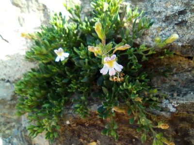 Chaenorhinum origanifolium, photographed by Josep Gesti