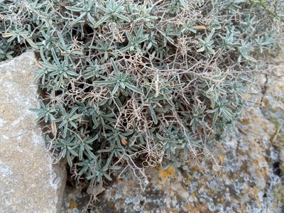 Hormathophylla spinosa, photographed by Josep Gesti