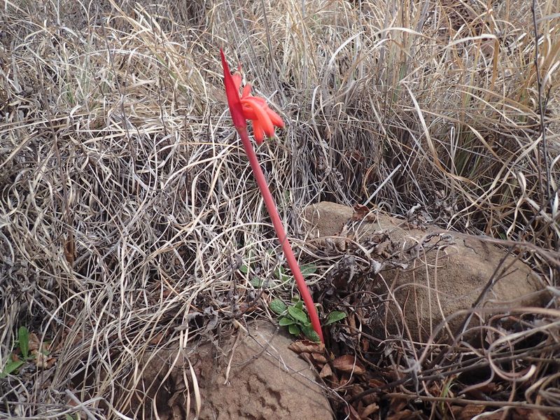 Cyrtanthus tuckii, photographed by Mahomed Desai