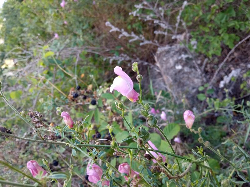 Antirrhinum barrelieri, photographed by Josep Gesti
