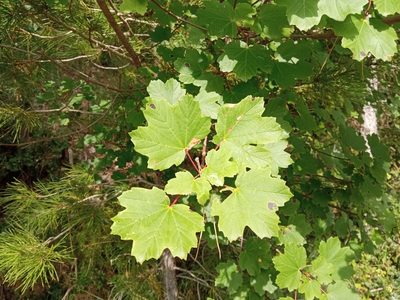 Acer granatense, photographed by Josep Gesti