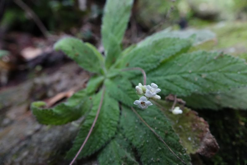 Streptocarpus ibityensis, photographed by Romer N. Rabarijaona