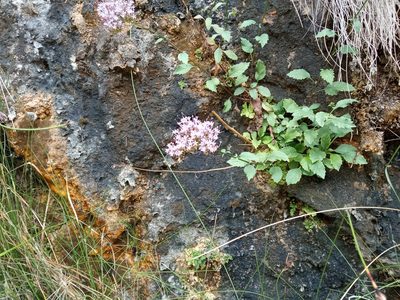 Trachelium caeruleum, photographed by Josep Gesti