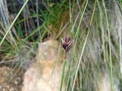 Schoenus nigricans, photographed by Josep Gesti