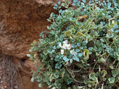 Sarcocapnos enneaphylla, photographed by Josep Gesti
