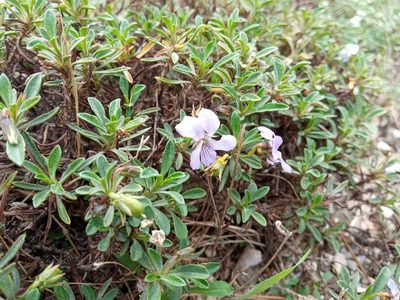 Viola arborescens, photographed by Josep Gesti