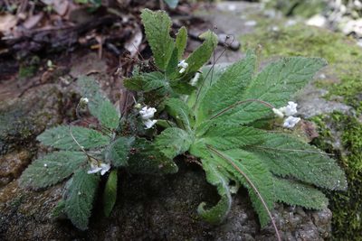 Streptocarpus ibityensis, photographed by Romer N. Rabarijaona