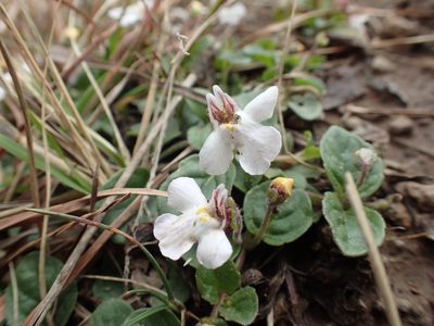 Diclis rotundifolia, photographed by Mahomed Desai