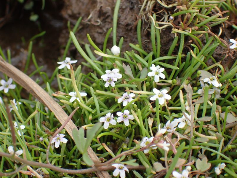 Limosella longiflora, photographed by Mahomed Desai