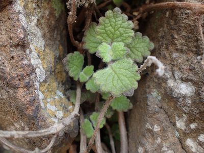Coleus hadiensis