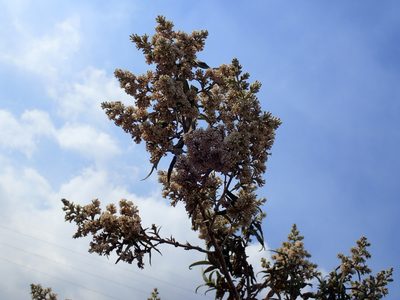 Buddleja salviifolia, photographed by Mahomed Desai