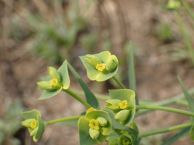 Euphorbia striata, photographed by Mahomed Desai
