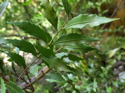 Smelophyllum capense, photographed by Di Turner