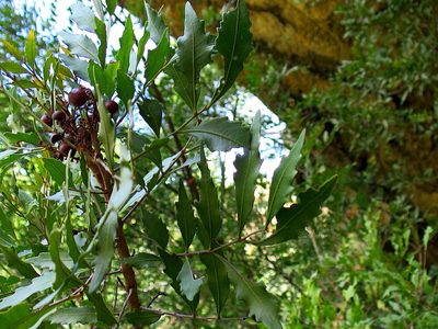 Smelophyllum capense, photographed by Di Turner