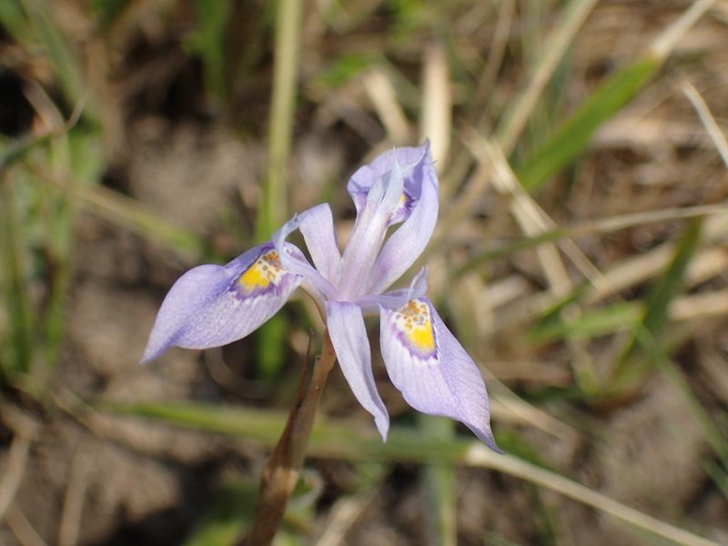 Moraea stricta, photographed by Mahomed Desai