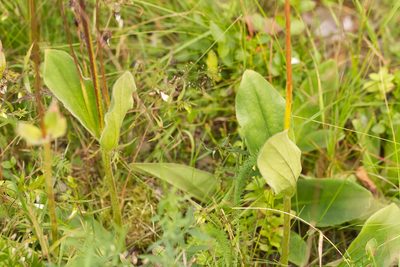 Arnica montana, photographed by David Sandler