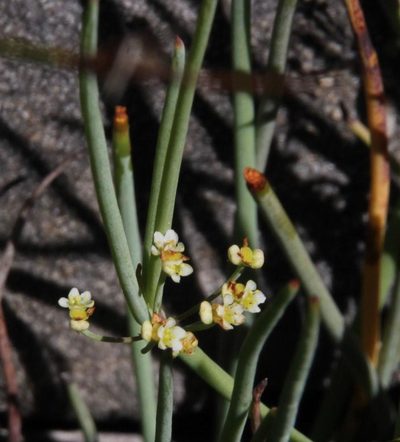 Centella glauca, photographed by Tony Rebelo