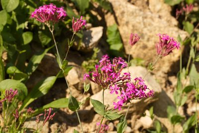 Atocion armeria, photographed by David Sandler