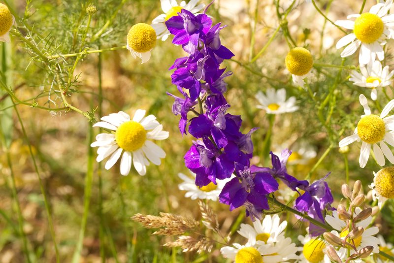Delphinium hispanicum, photographed by David Sandler