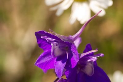 Delphinium hispanicum, photographed by David Sandler