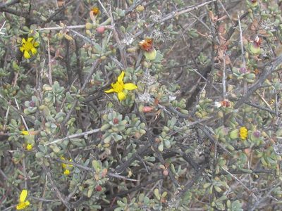 Othonna pteronioides, photographed by douglaseustonbrown