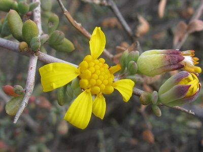 Othonna pteronioides, photographed by douglaseustonbrown