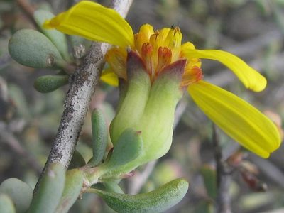 Othonna pteronioides, photographed by douglaseustonbrown