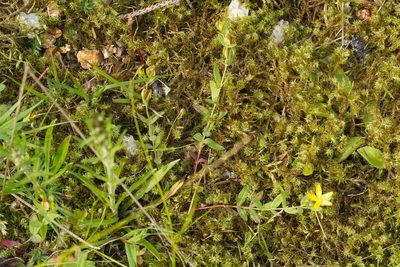 Hypericum humifusum, photographed by David Sandler