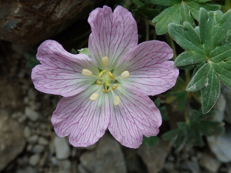 Geranium cinereum, photographed by bigayon