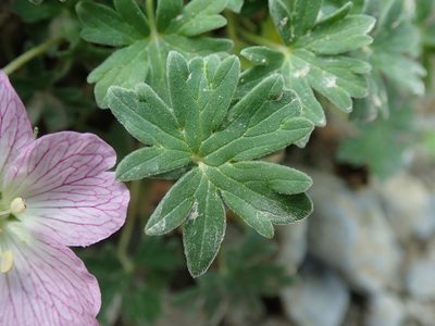 Geranium cinereum, photographed by bigayon
