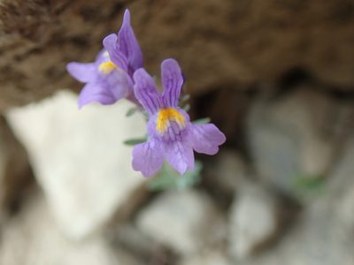 Linaria alpina, photographed by bigayon