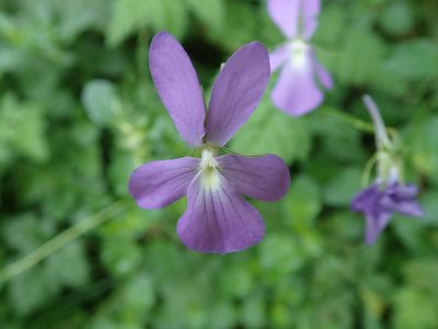 Viola cornuta, photographed by bigayon