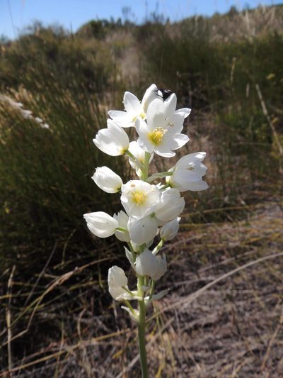 Eliokarmos conicus, photographed by Jacques van der Merwe