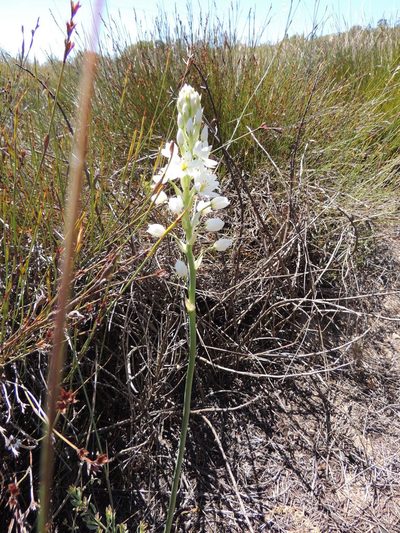Eliokarmos conicus, photographed by Jacques van der Merwe