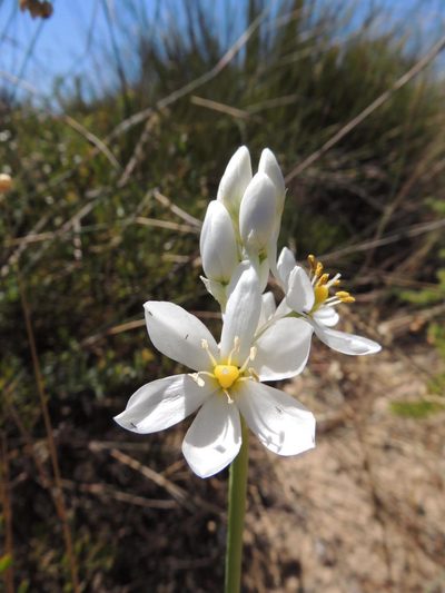 Eliokarmos conicus, photographed by Jacques van der Merwe