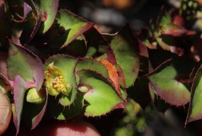 Cliffortia virgata, photographed by Tony Rebelo